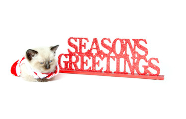 Cute kitten and holiday sign