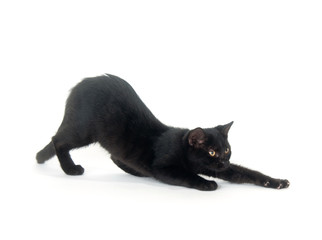 Black cat stretching on white