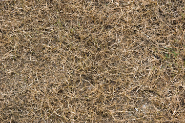 dead dry grass