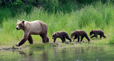 Female Alaskan brown bear with cubs © Tony Campbell