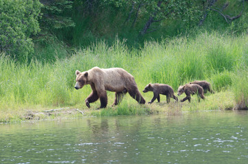 Fototapeta premium Female Alaskan brown bear with cubs