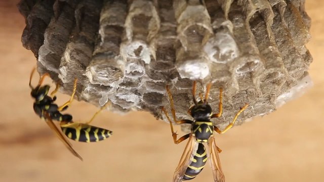 Macro of wasp (Hymenoptera)