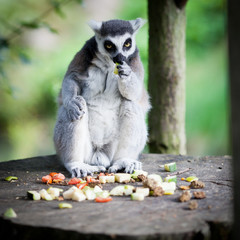 Lemur kata (Lemur catta)