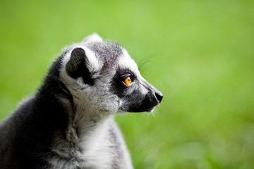 Lemur kata (Lemur catta)