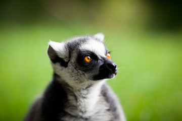 Lemur kata (Lemur catta)