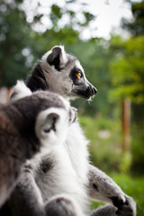 Lemur kata (Lemur catta) © lightpoet