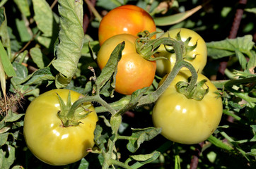 Cultivo de tomates ecolgicos