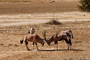 Africa - gemsbok, oryx fighting