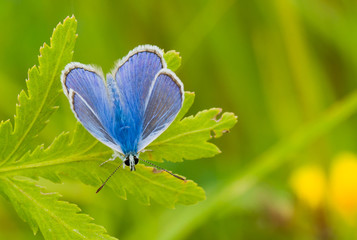 Common Blue (Polyommatus icarus) butterfly on a green leaf
