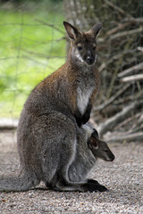 Naklejka na ściany i meble Bennett kangur w torbie z młodzieńczym