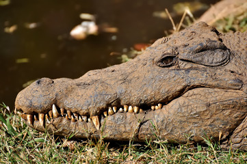 crocodile au bord d'un fleuve