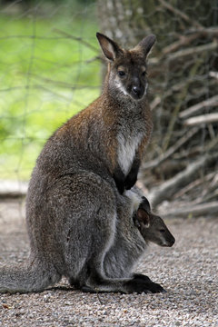 Bennett-Känguru mit Jungtier im Beutel