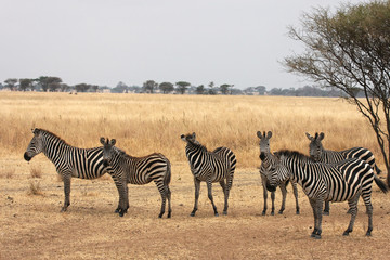 Fototapeta na wymiar Zebres dans la savane africaine