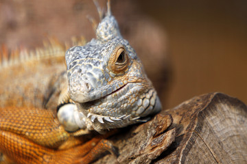 Grüner Leguan (braunes Exemplar)