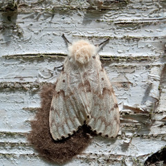 Birkenspanner - Biston betularia