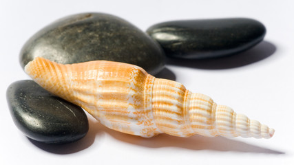 schneckenhaus muschel und steine