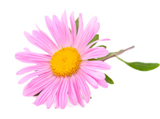 Pink aster