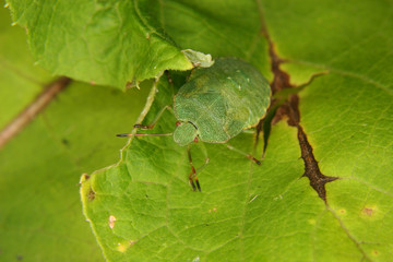 Stinkwanze (Palomena prasina)