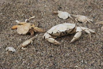 crab © blackelf