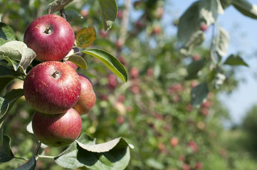 Apple tree