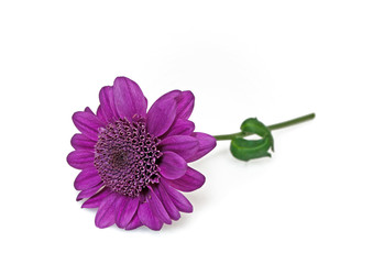 Blume