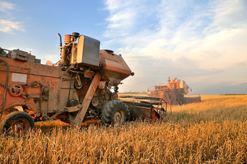 Fototapeta premium Combine harvesting