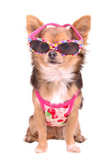 Chihuahua puppy wearing pink sun glasses and t-shirt