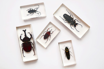 Insects