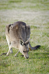 Kangaroo feeding, Tasmania