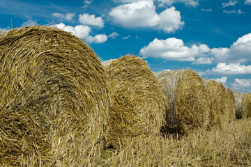 Golden sheaf with idylic blue sky