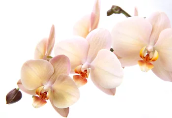 Rolgordijnen Orchidee Geïsoleerde orchidee bloemen op wit