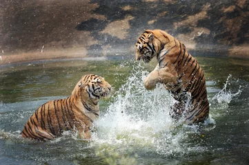 Papier Peint photo Lavable Tigre les tigres jouent dans l& 39 eau