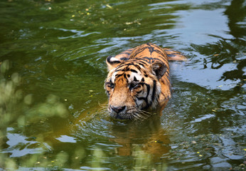 Fototapeta na wymiar Tygrys w wodzie