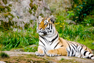 Tiger Panthera tigris altaica