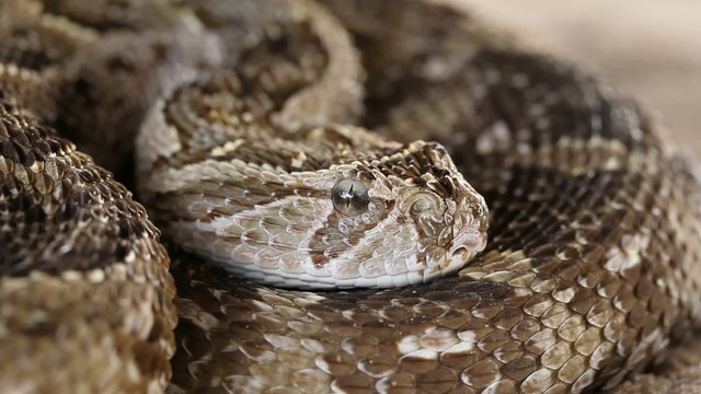 Puff adder snake in defensive position with flicking tongue