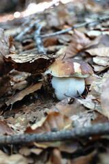 mushroom in forest