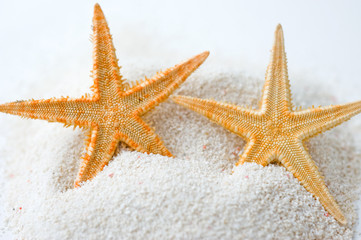 Fototapeta na wymiar starfish in sand