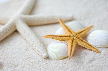 Fototapeta na wymiar seashells and starfish