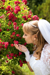 beautiful bride beside a bush of roses