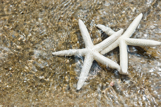 couple of starfish