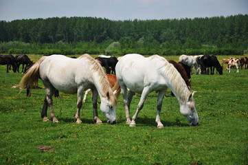 Naklejka na ściany i meble horses in pasture