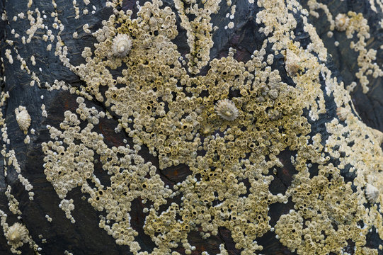 Seepocken auf Schiefergestein (Semibalanus Balanoides)