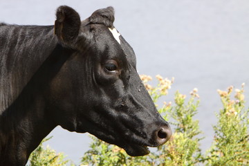 Obraz na płótnie Canvas Friesian Cow