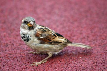 Sparrow Bird