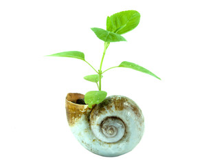 Plant in nautilus shell