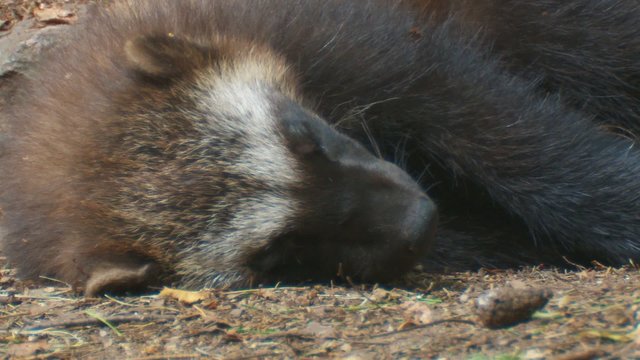 Vielfra&szlig;