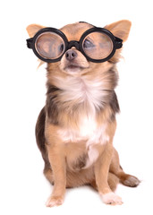 Cute chihuahua puppy with high diopter thick glasses