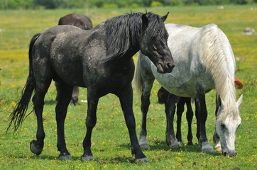 Stallion running across the field