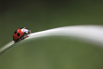 Ladybug