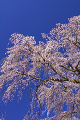 枝垂れ桜と青空